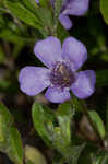 Oblongleaf snakeherb